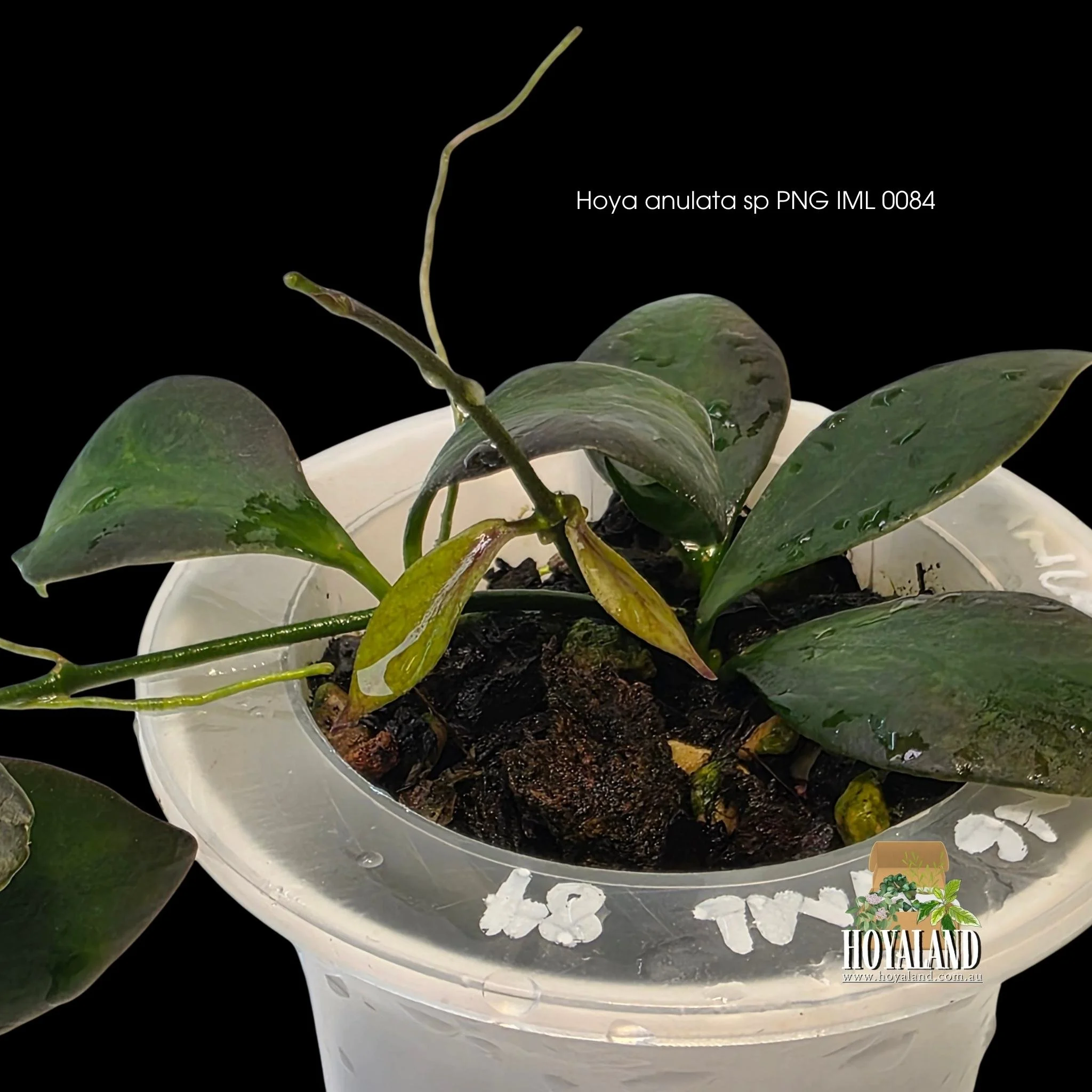 Hoya anulata PNG IML 0084 rare small leaf collector plant showing a compact vining habit with subtle green on green center variegation.