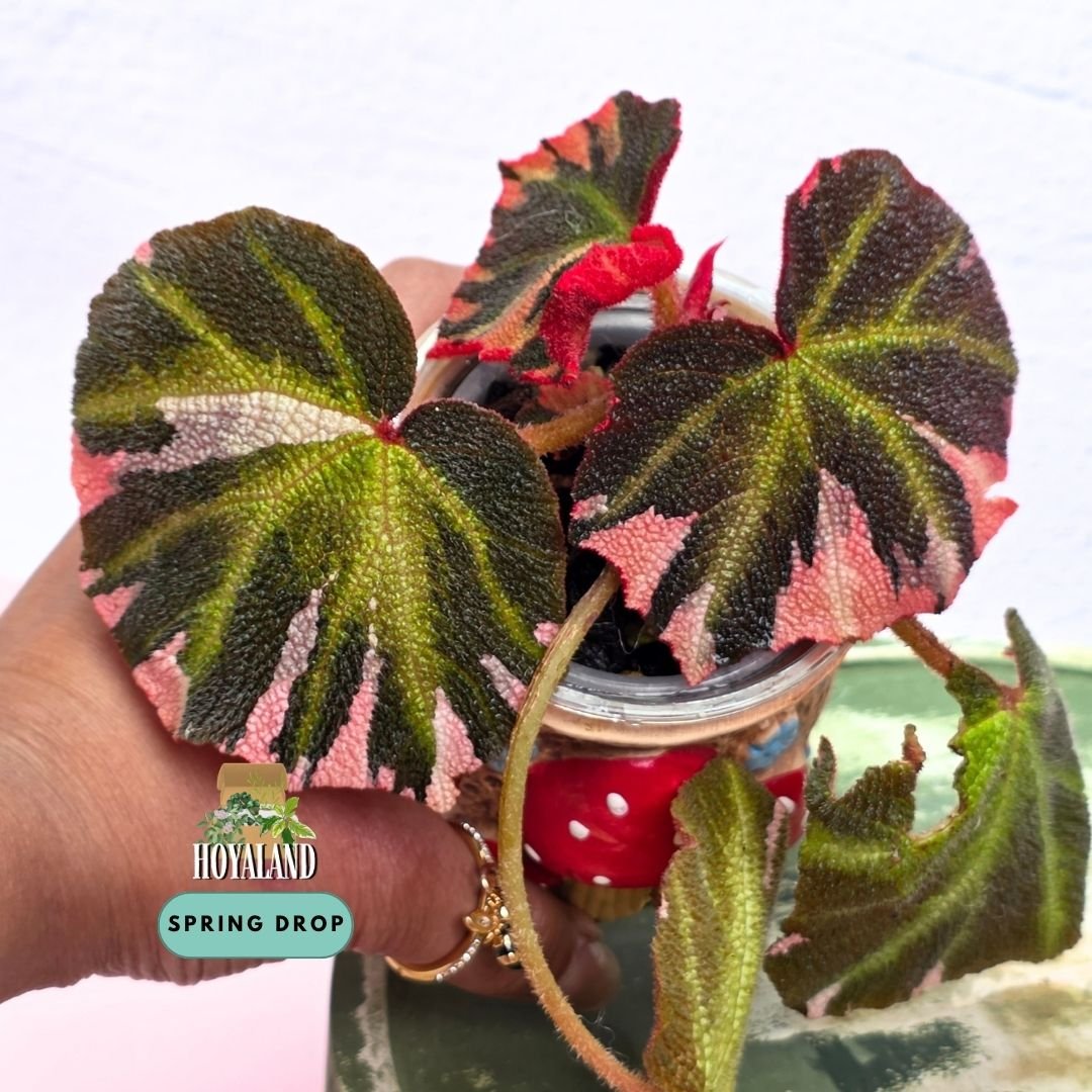 Begonia soli-mutata 'Variegata' (Sun-Tanned Begonia – Candy-Pink Sectoral & Multi-Shoot Active Crown)