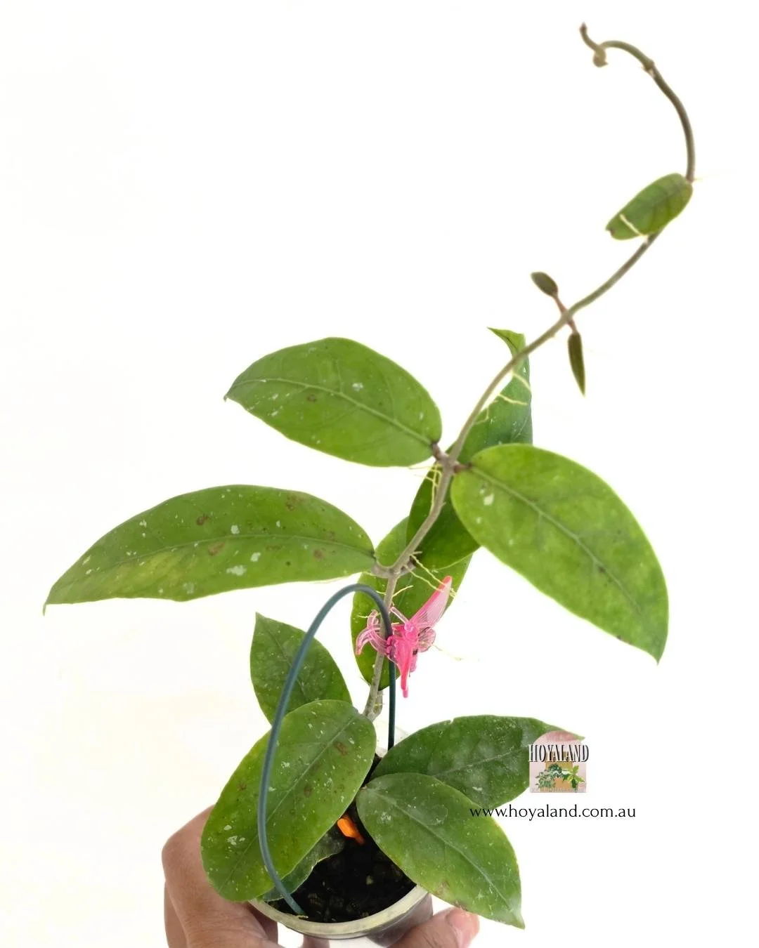 🍂 RARE VEINY Hoya sp Aceh CLONE C