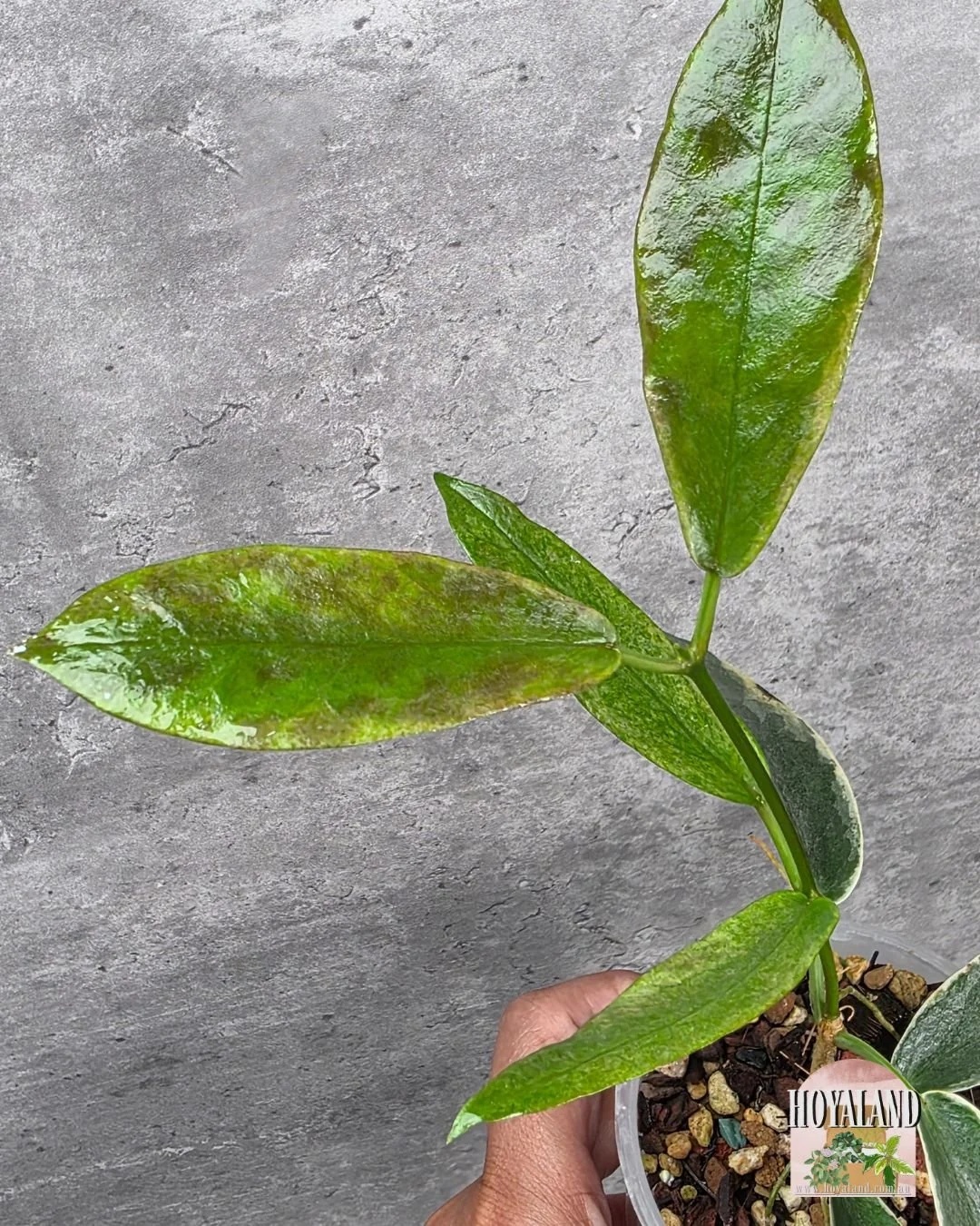 Hoya archoboldiana albo (2).jpg