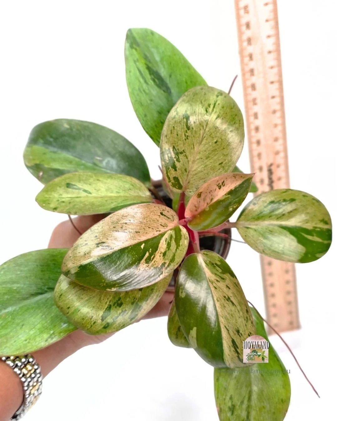 🍂  Philodendron Dwarf Variety Red Congo Mint Variegated