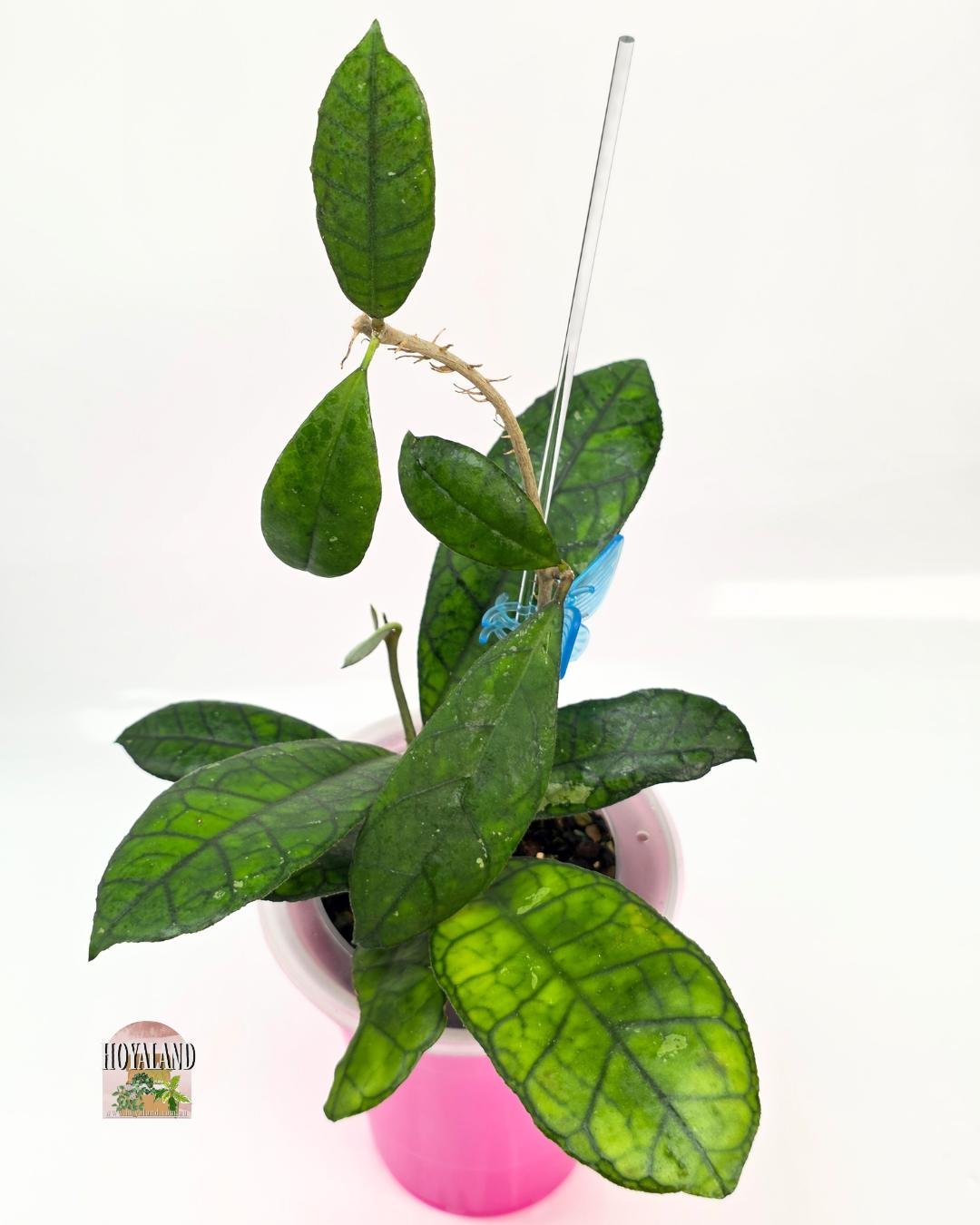 🌞 Hoya finlaysonii (Round) AH 021 Large 🩷