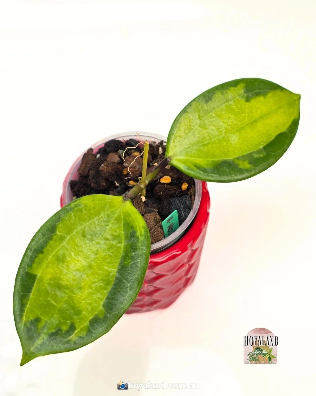 Hoya merrilii variegata (3).jpg