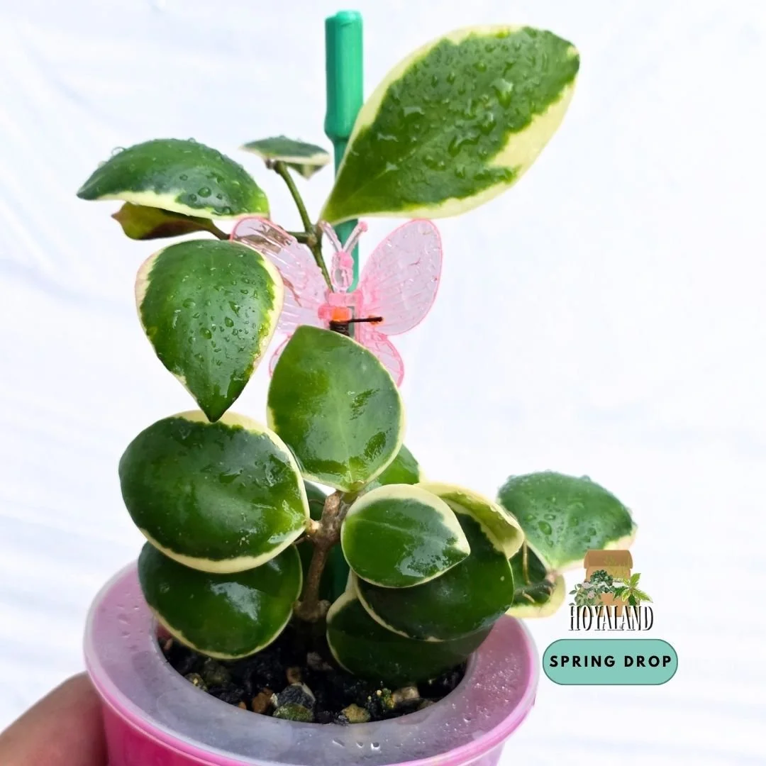 Established Hoya incurvula Albomarginata showing small succulent rounded leaves with creamy white outer margins and subtle tapered tips