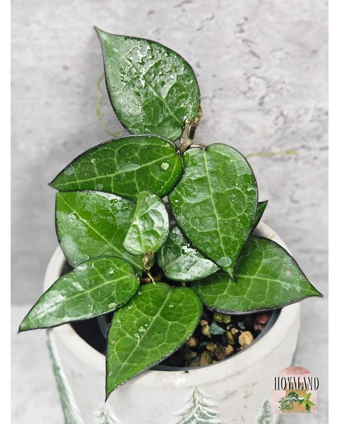 Hoya verticillata black margin b (5).jpg