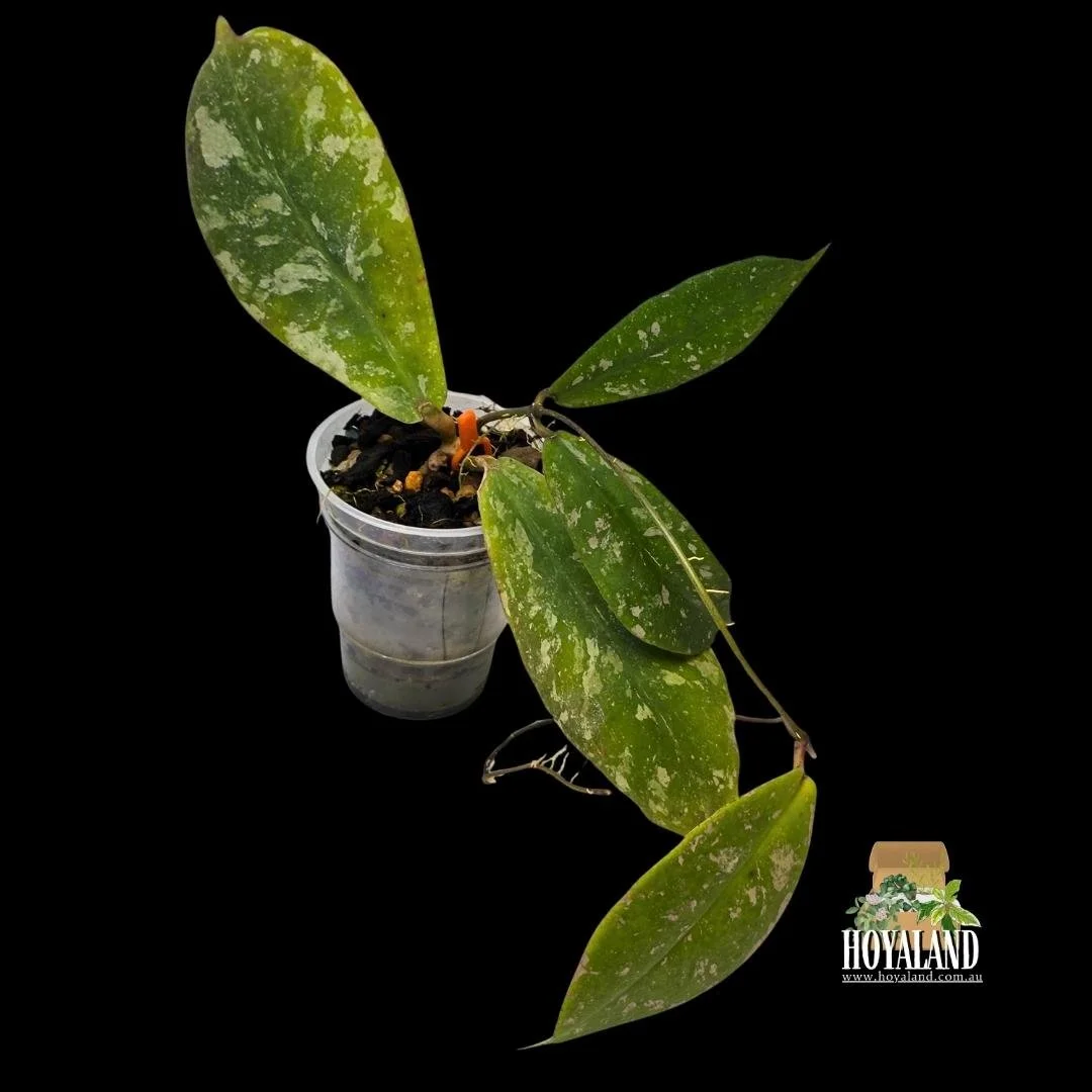 Hoya mitrata splash (3).jpg