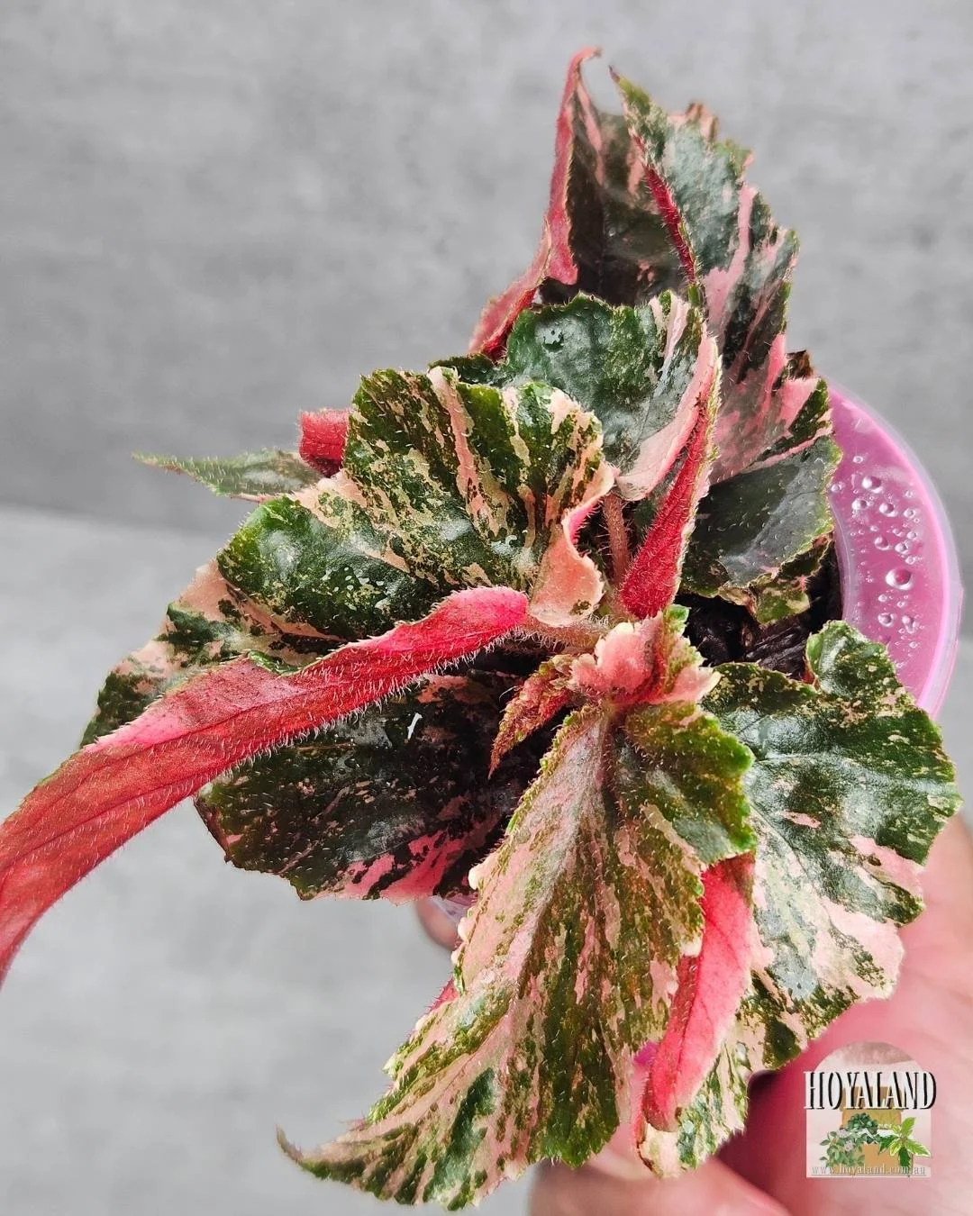 Begonia ginny galaxy (1).jpg
