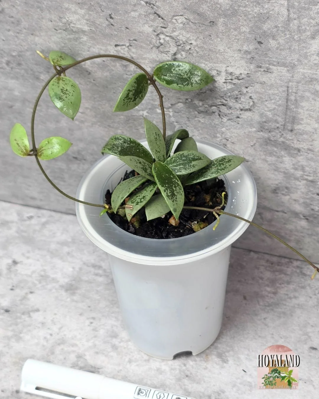 Hoya aff picta silver mini coin.jpg