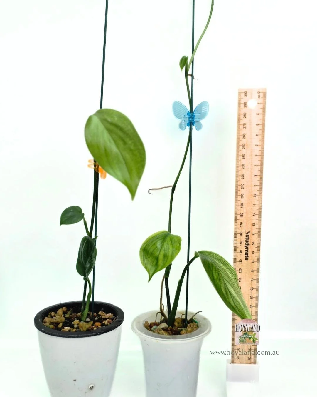 Scindapsus white monster 2Scindapsus white monster 2.jpg