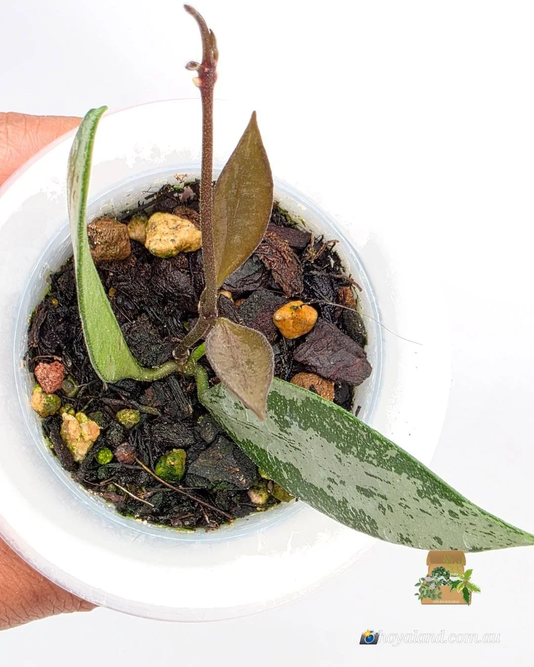 Hoya Rosita Silver 2 (3).jpg