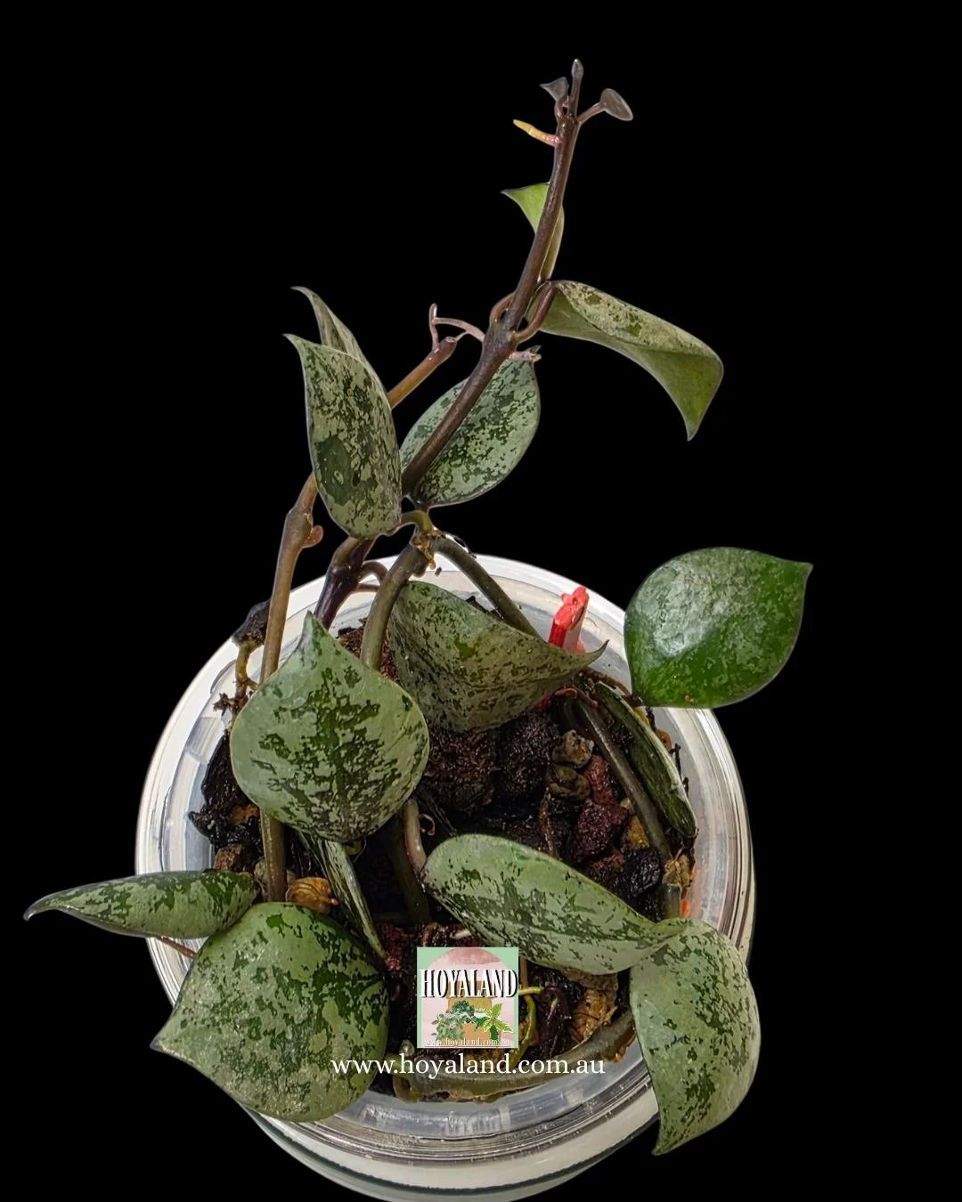 Hoya lacunosa black aurora (4).jpg
