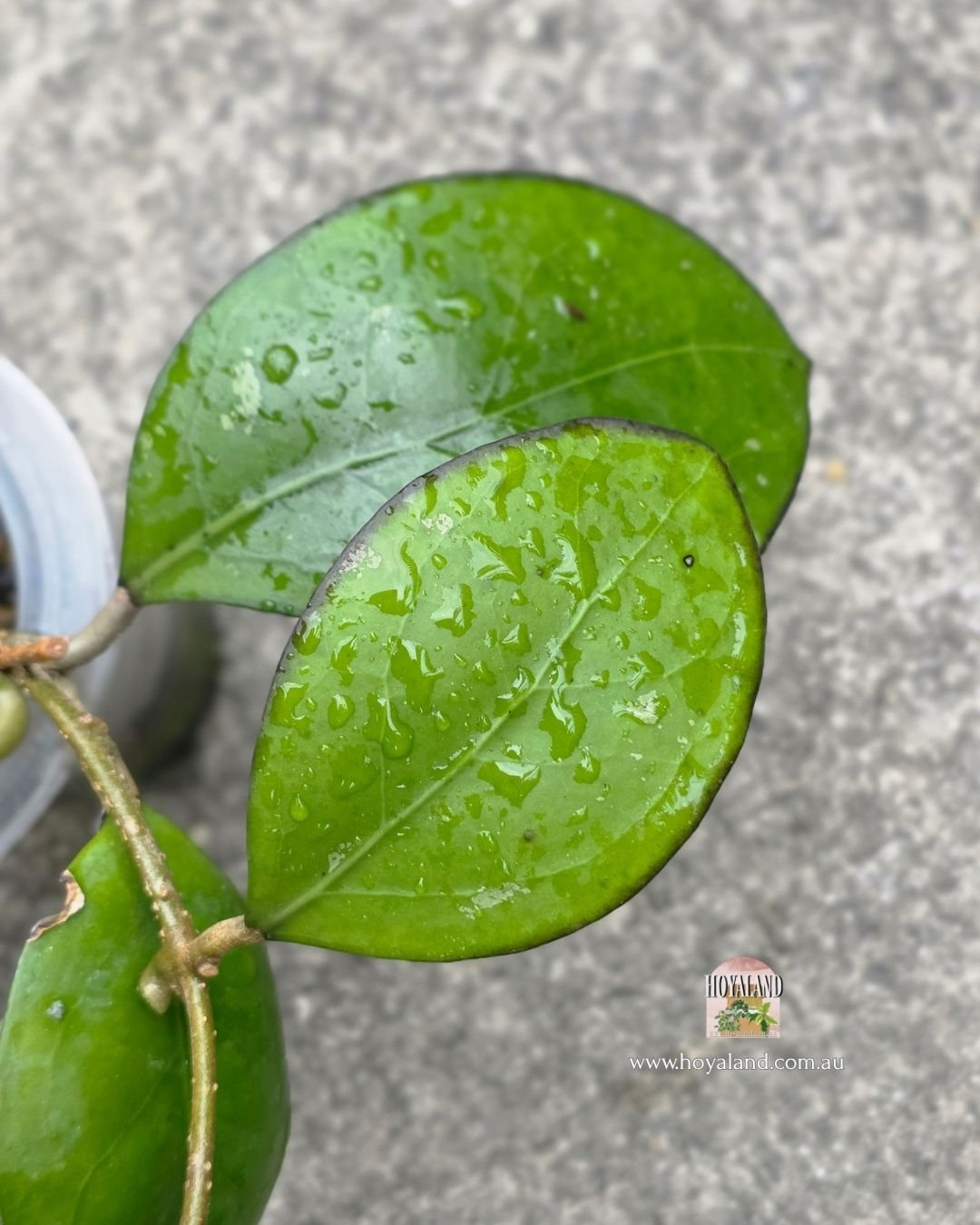 Hoya Nathalie (3).jpg