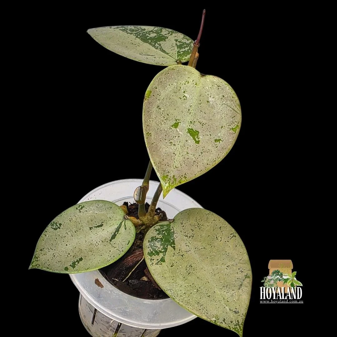 Hoya verticillata heart silver (2).jpg