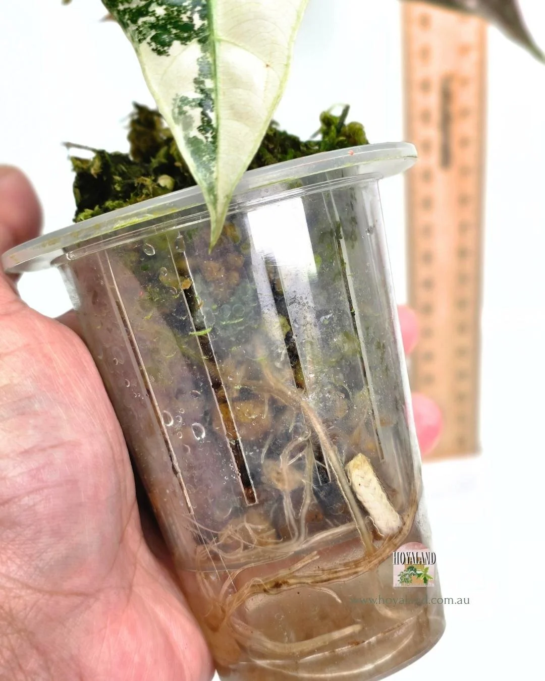 Alocasia amazonica albo (1).jpg