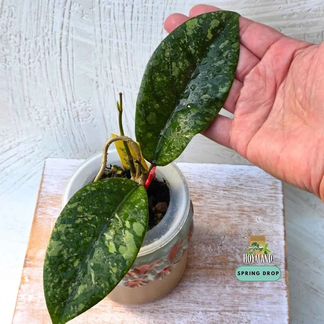 Rare Hoya sp. Gayo Lues Splash (Heavy Silver Fleck)
