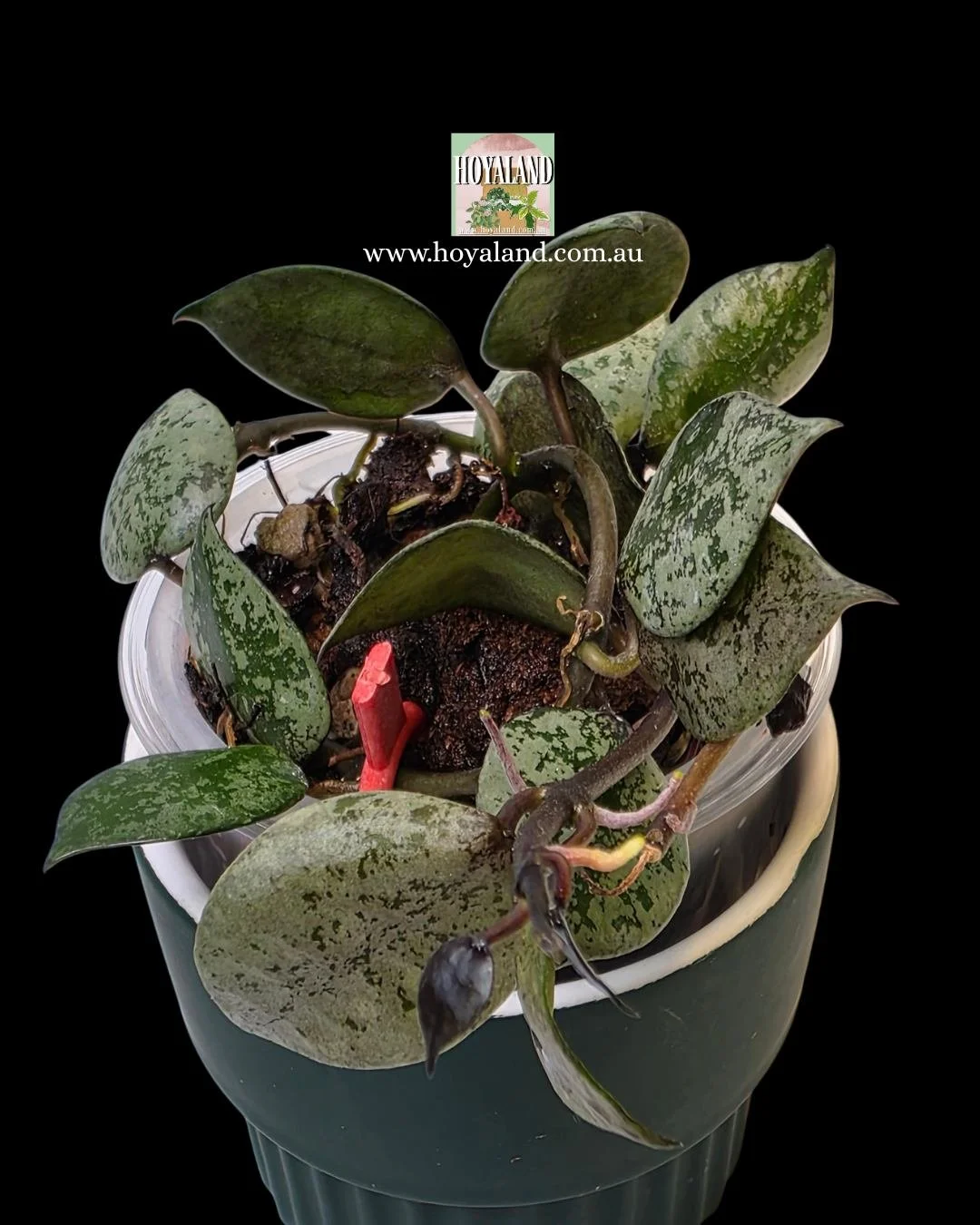 Hoya lacunosa black aurora (6).jpg