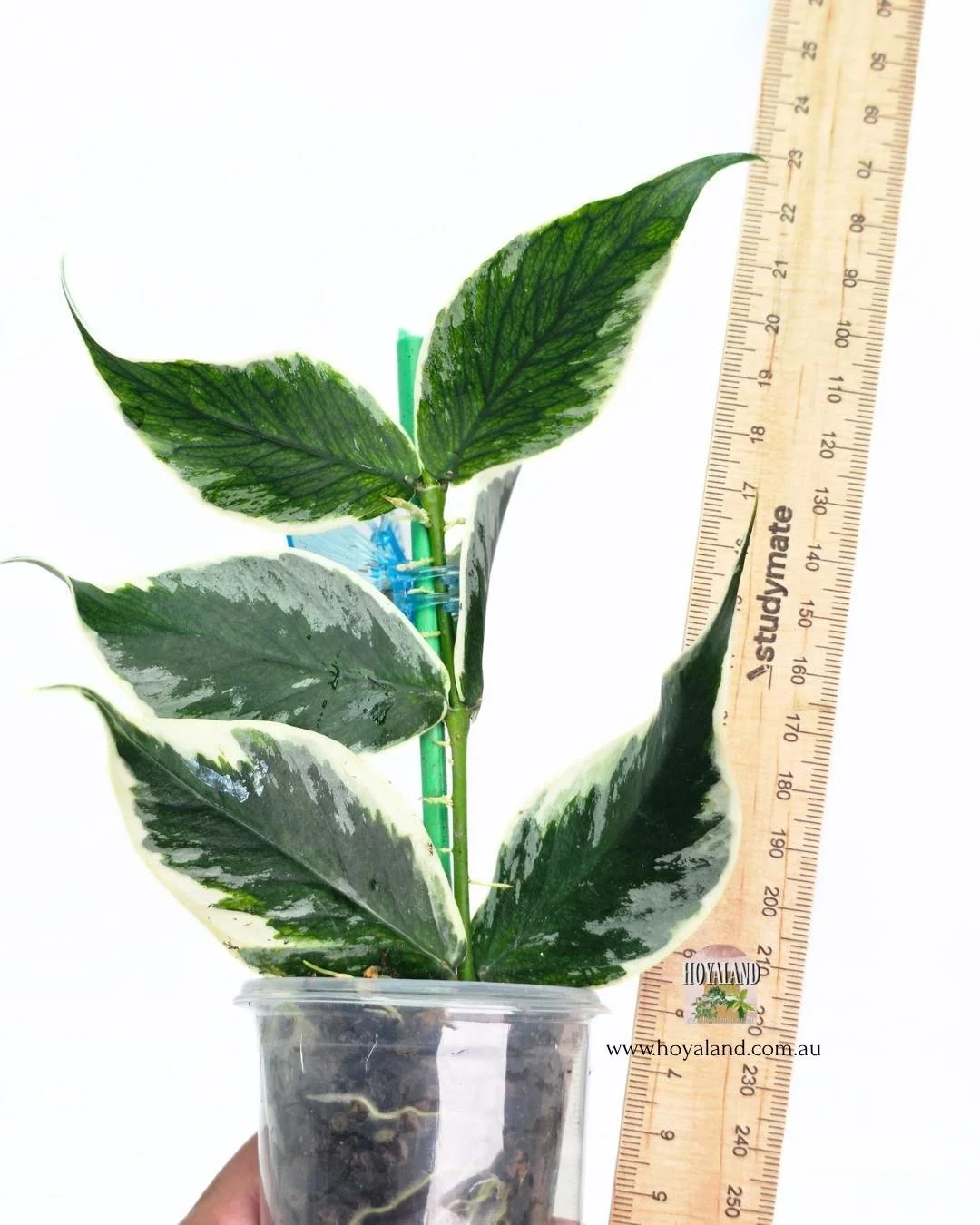 Hoya Jasminka (2).jpg