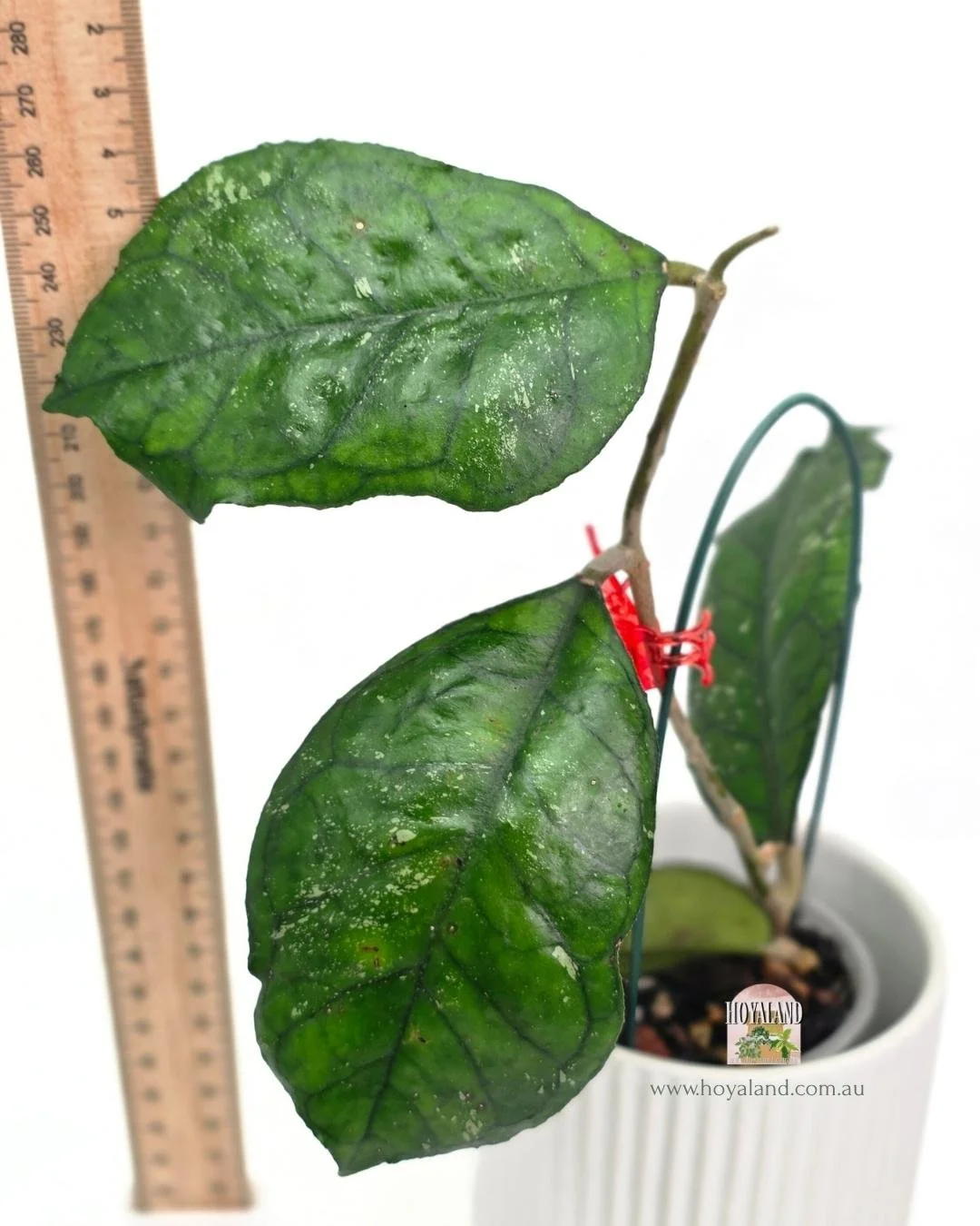 Hoya Svetlana (4).jpg