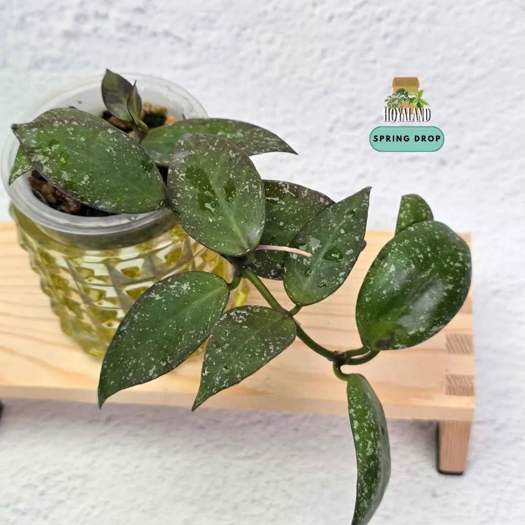 Established rare Hoya nabawanensis Silver Splash showing neat lanceolate leaves with heavy silver flecking.