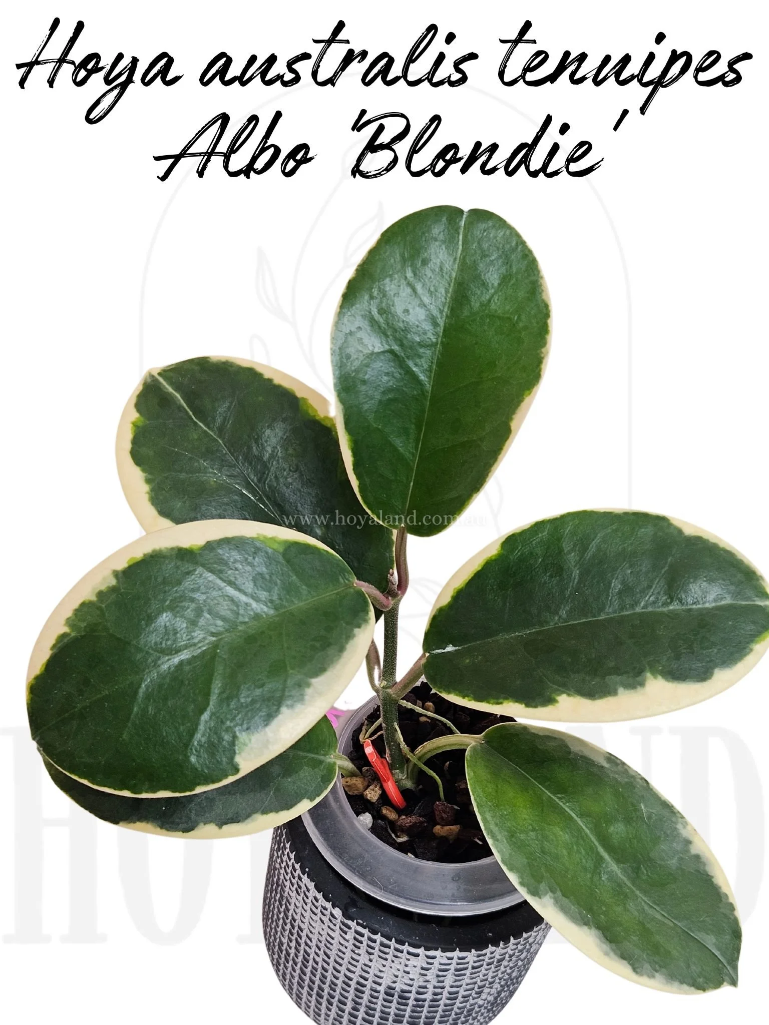 Hoya australis tenuipes Albo 'Blondie'.jpg