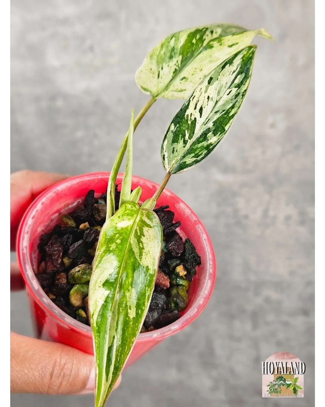 Philodendron emerald queen small (2).jpg