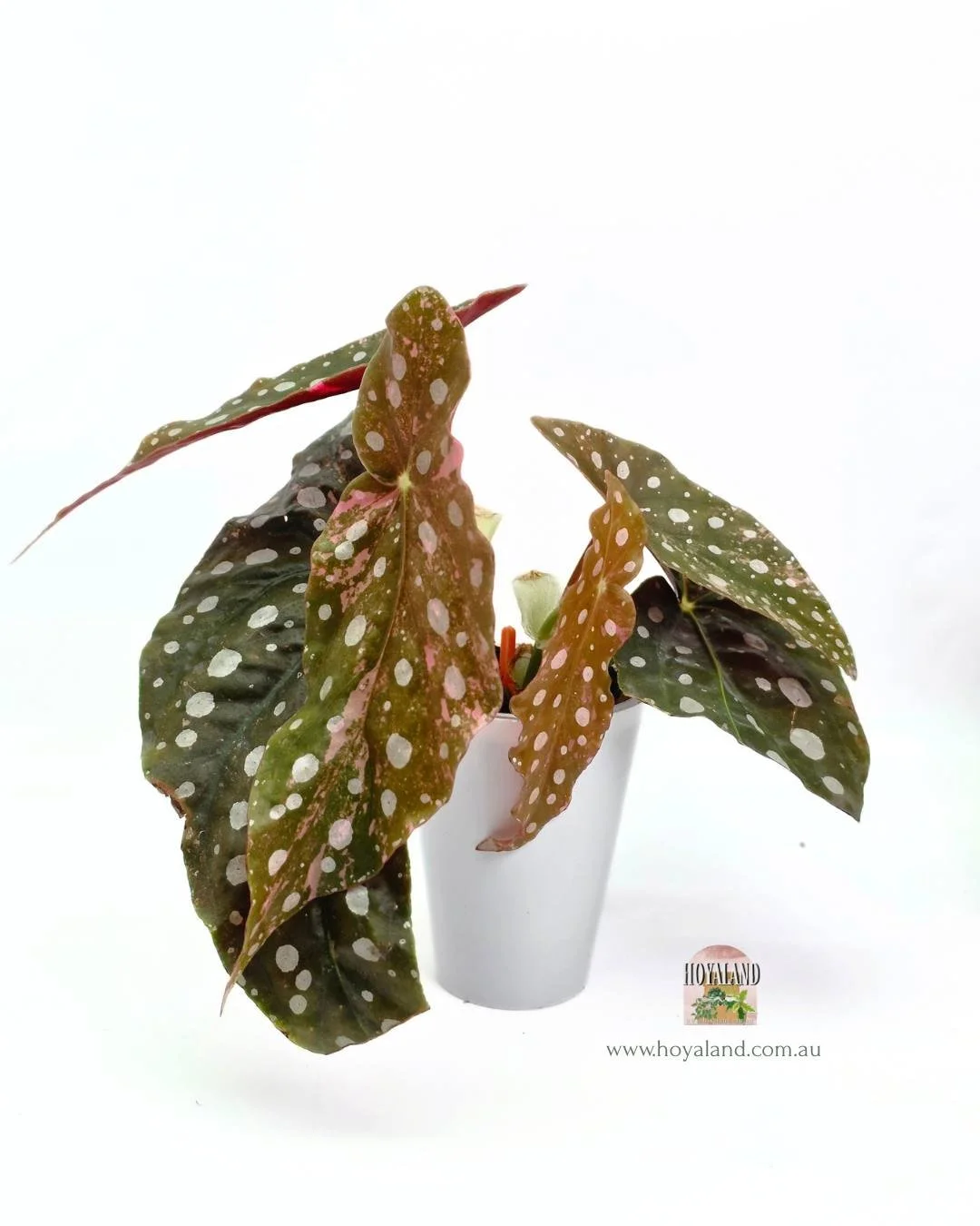 Begonia maculata wightii var (6).jpg