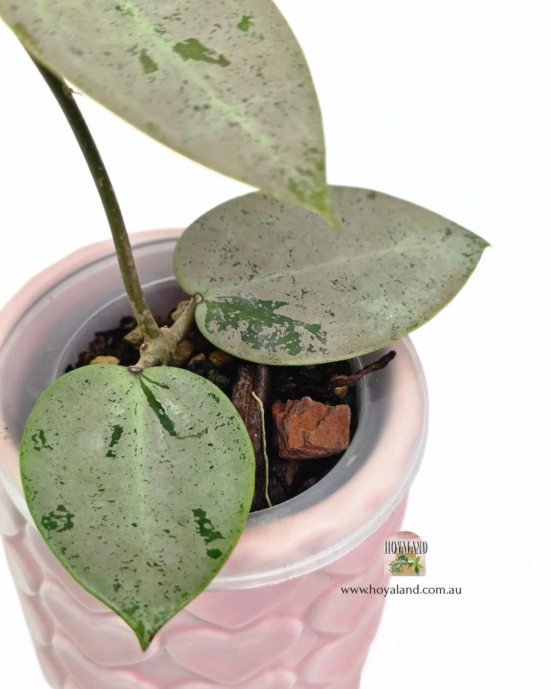 Hoya heart leaf silver (3).jpg
