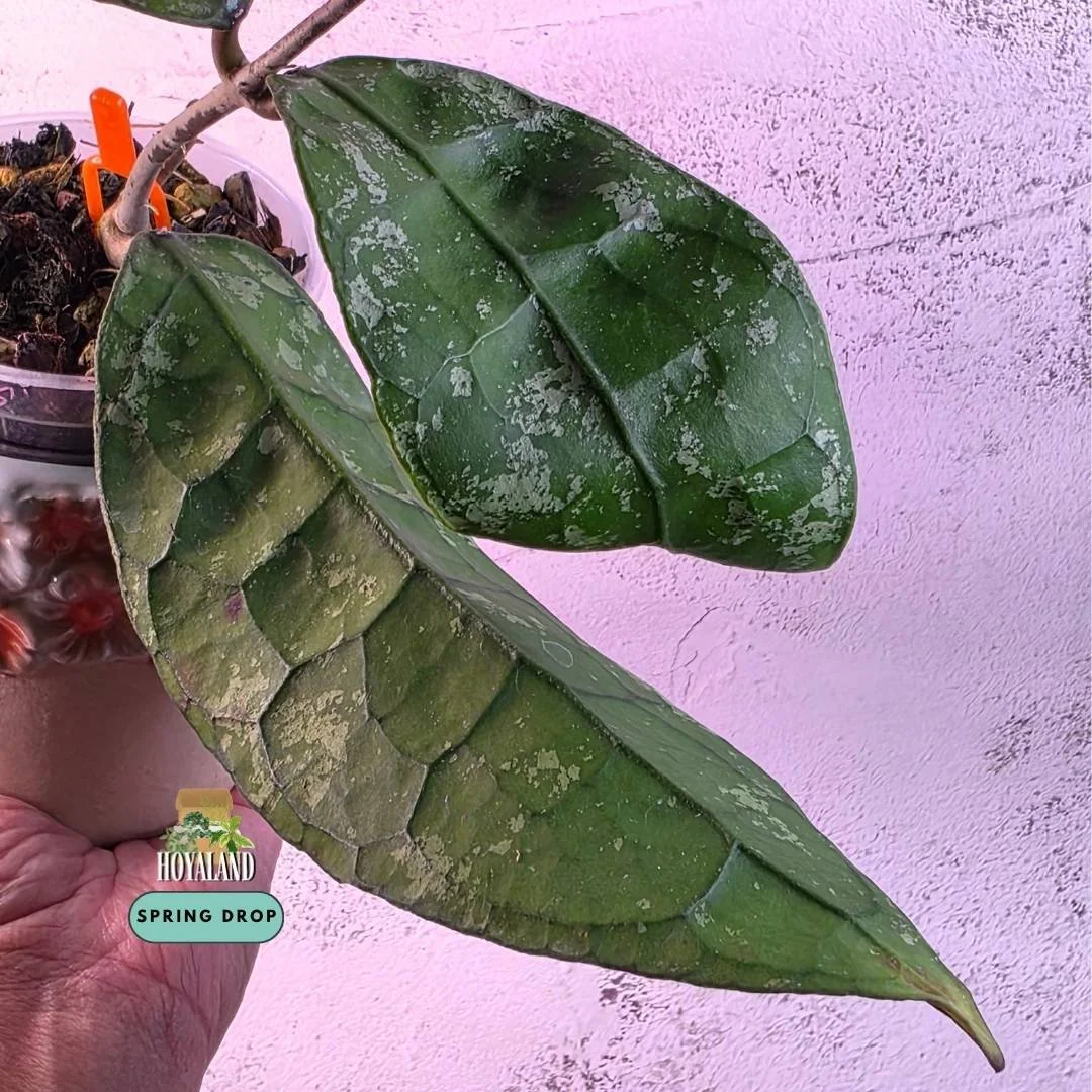 Hoya clemensiorum round leaf splash (6).jpg