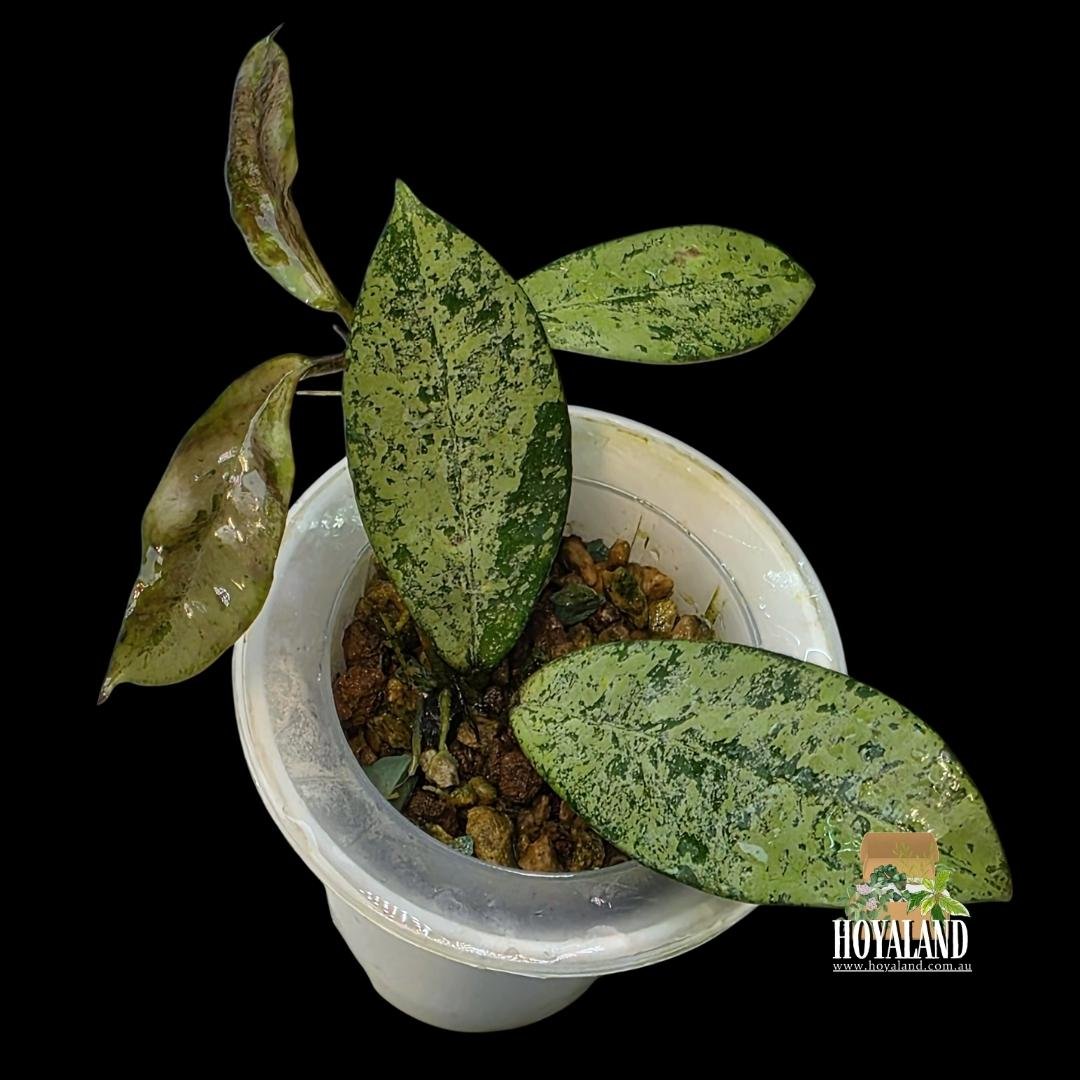 Hoya crassipetiolata x michele (1).jpg