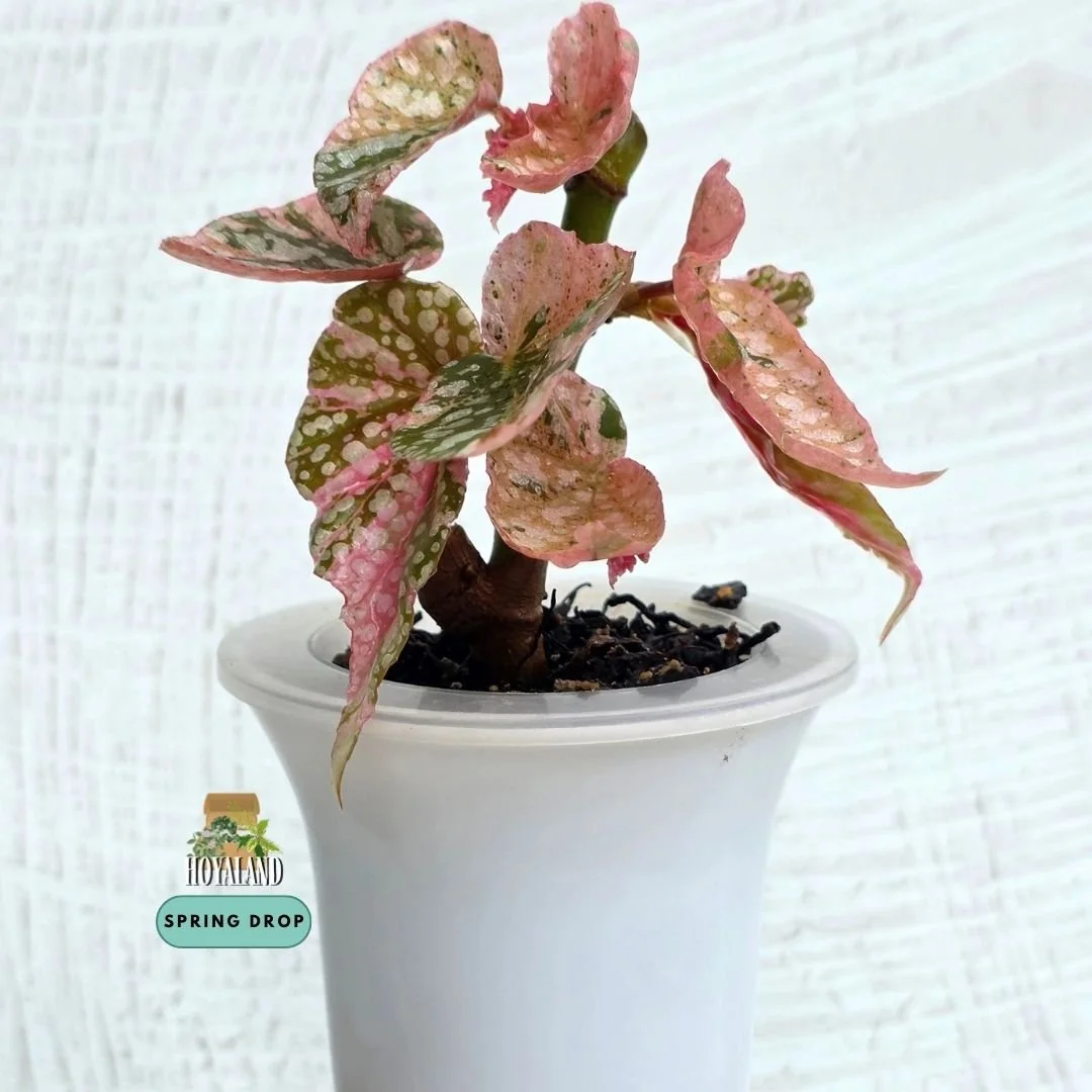 Begonia snow cap variegata.jpg