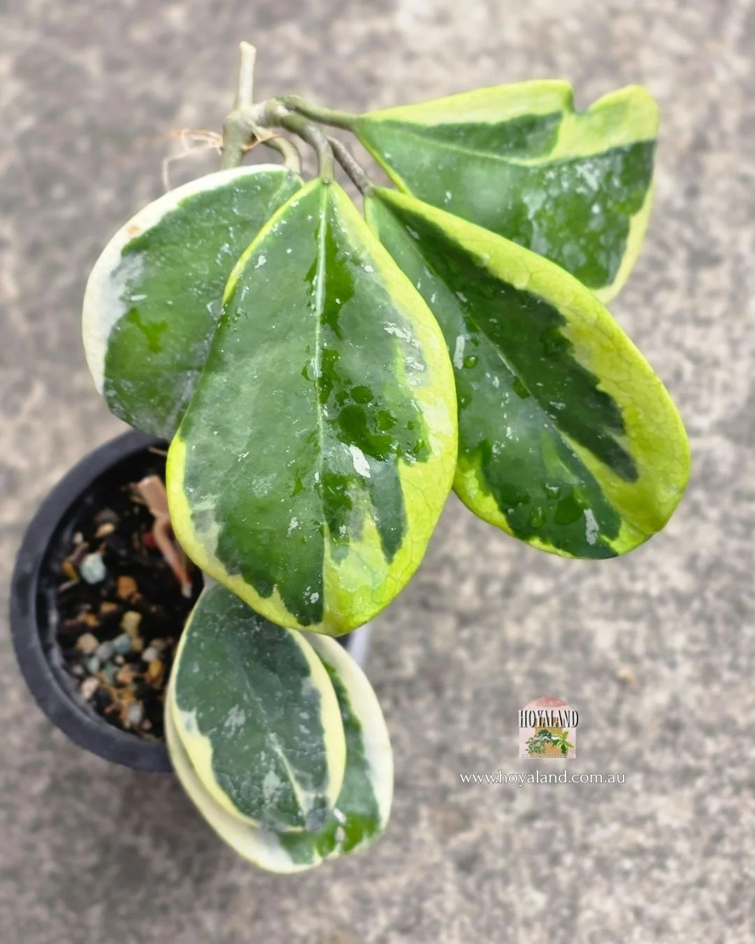 Hoya obovata amelia (3).jpg