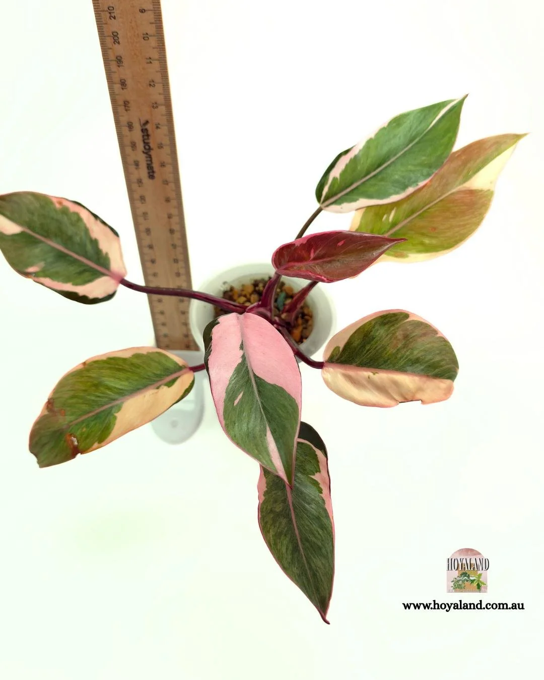 🍂 Philodendron Pink Princess Albo Mutation | Triple Variegation