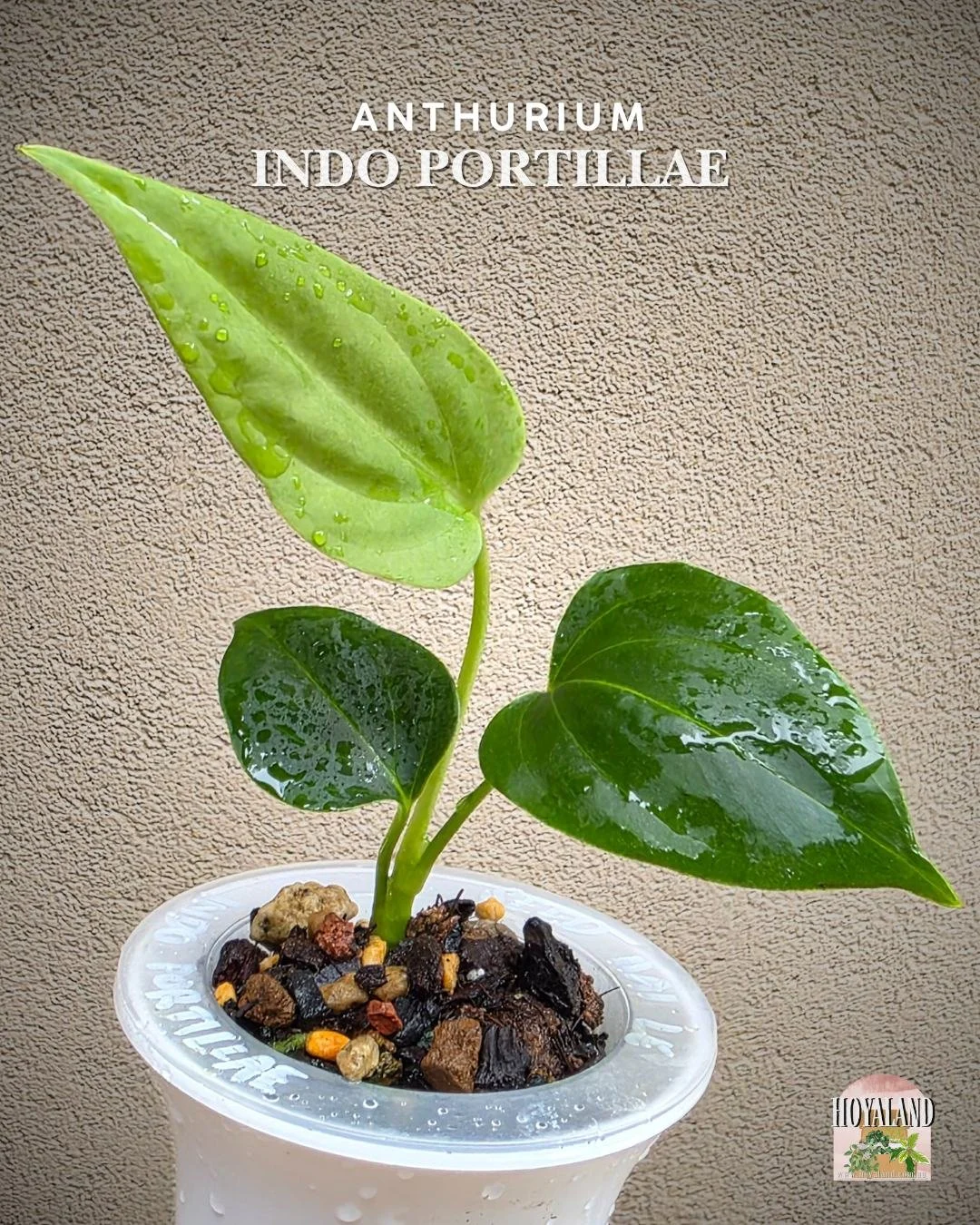 Anthurium indo portillae (2).jpg