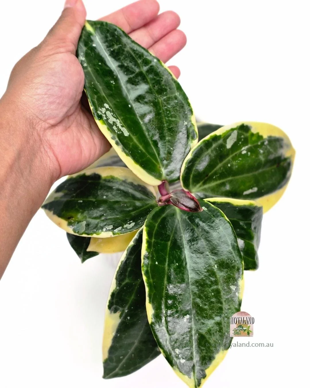 🍂 Ultra Rare Hoya Latifolia Round Albo | Large 🍂