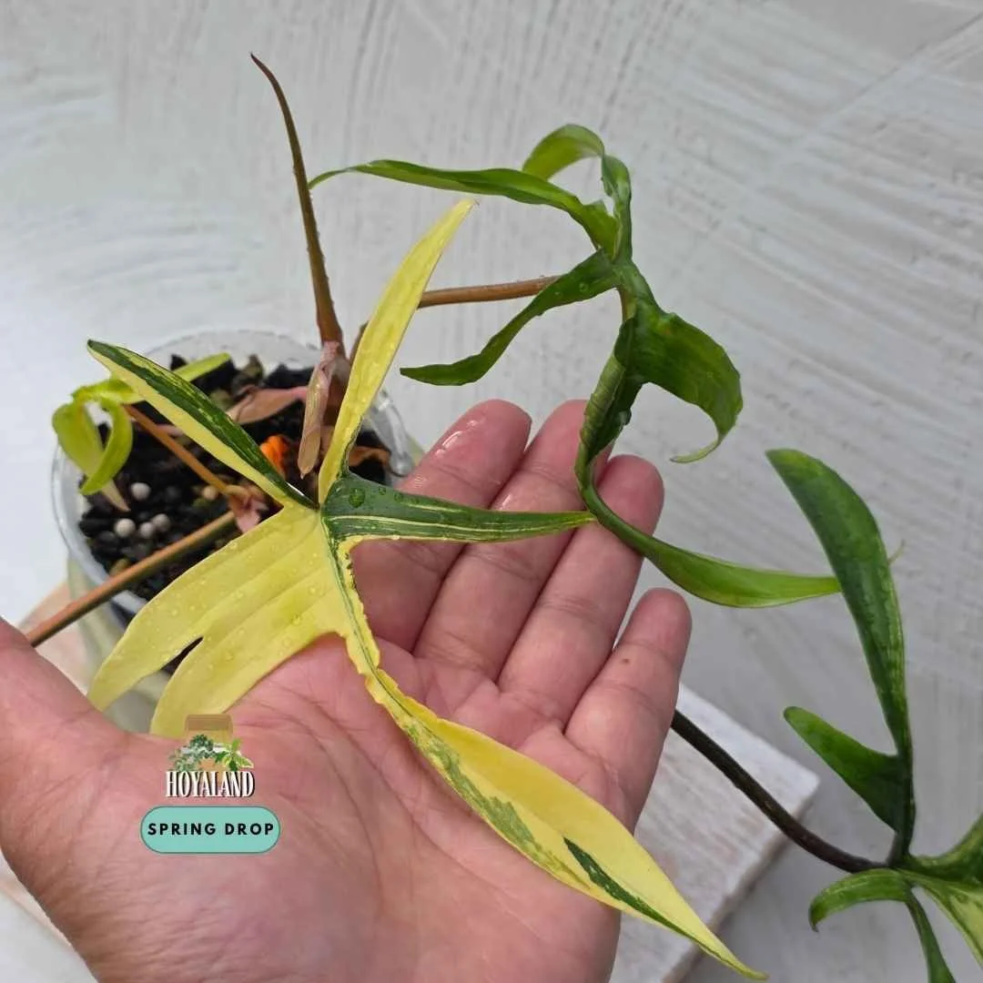 Established two-headed Philodendron Florida Beauty cross polypodioides showing deeply lobed foliage with high-contrast creamy yellow variegation