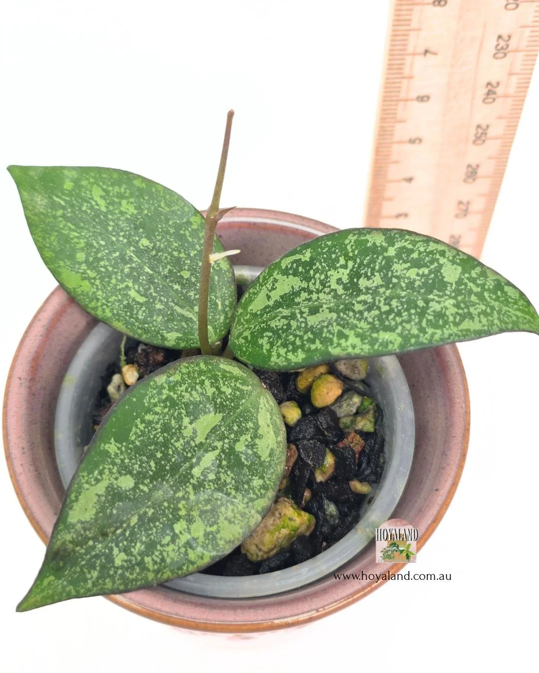 Hoya MA07 splash.jpg