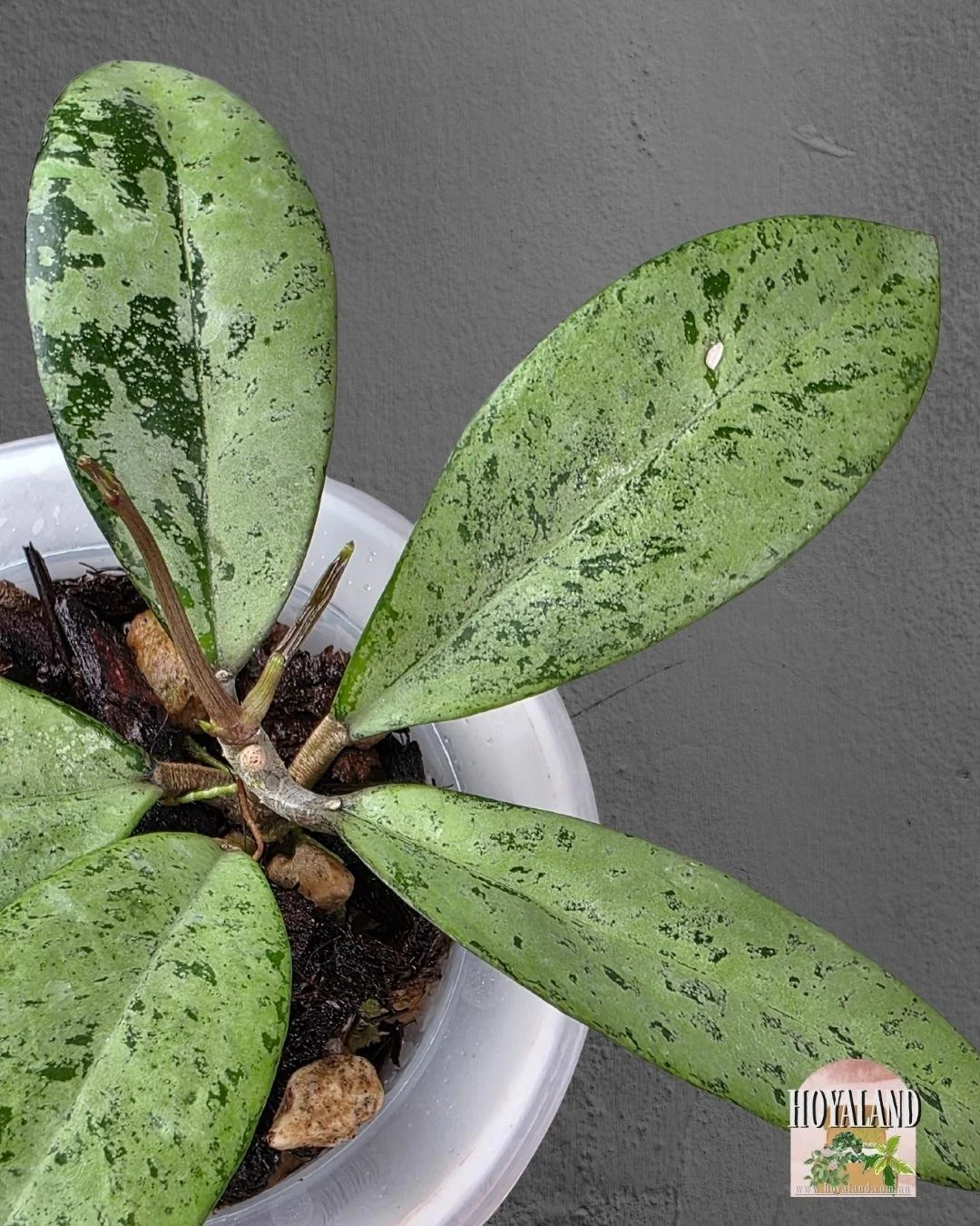 Hoya crassipetiolata x michele.jpg