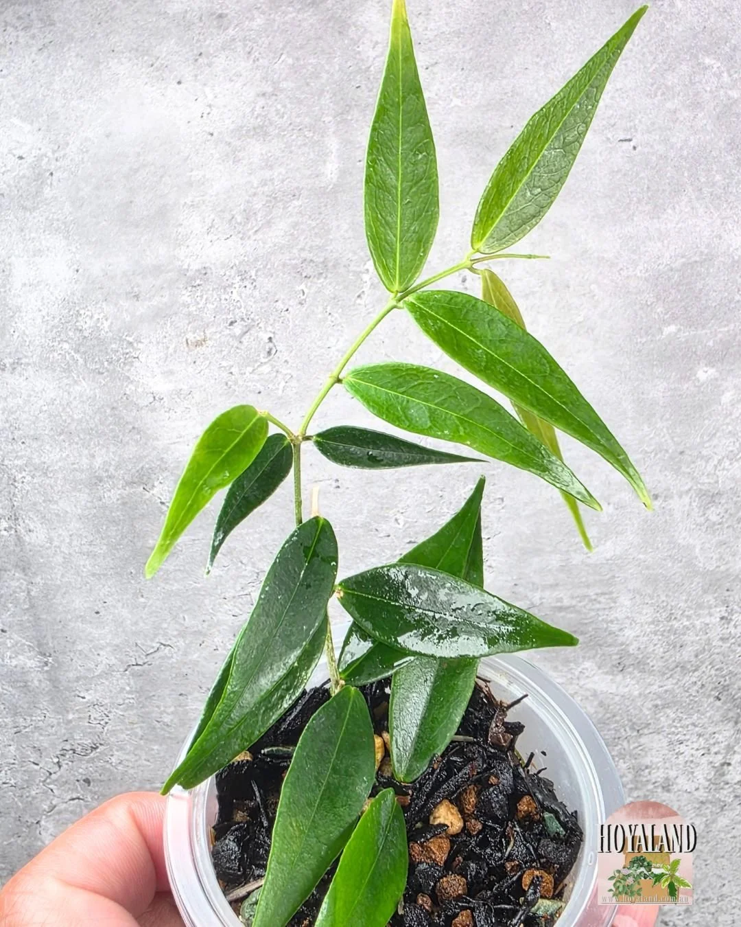 Hoya leucantha (2).jpg