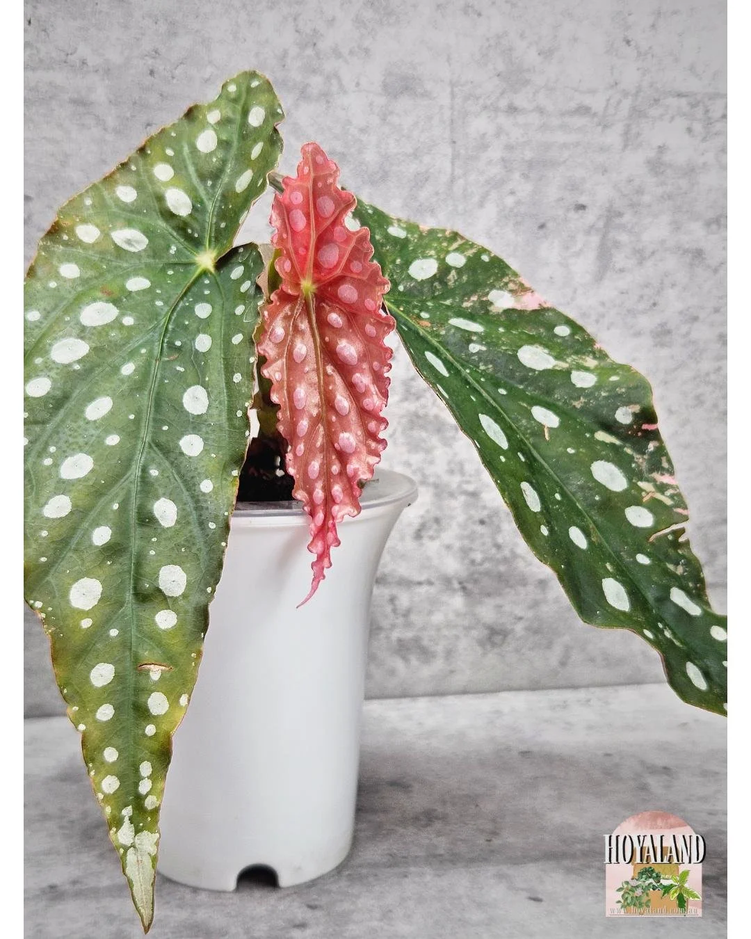 Begonia maculata wightii var (11).jpg