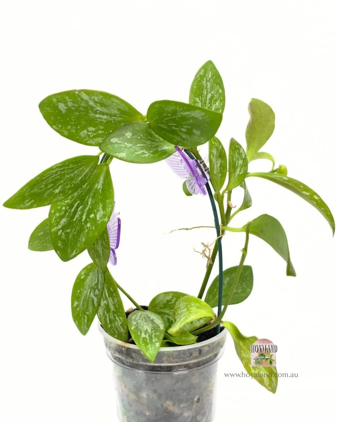 Hoya aff collina sp papua.jpg