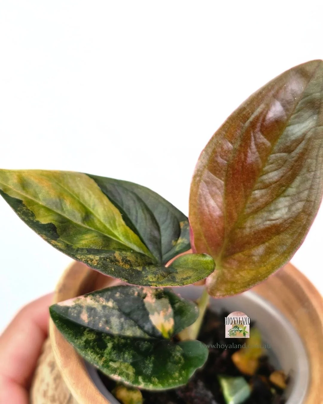 🍂 Syngonium Red Arrow Variegata | Last 1 Available