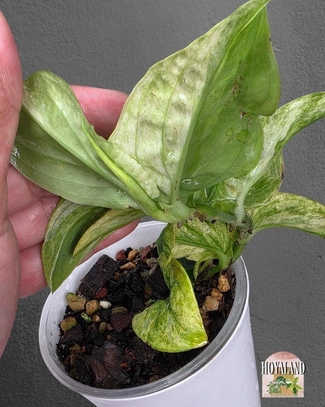 Raphidorphora korthalsii (2).jpg