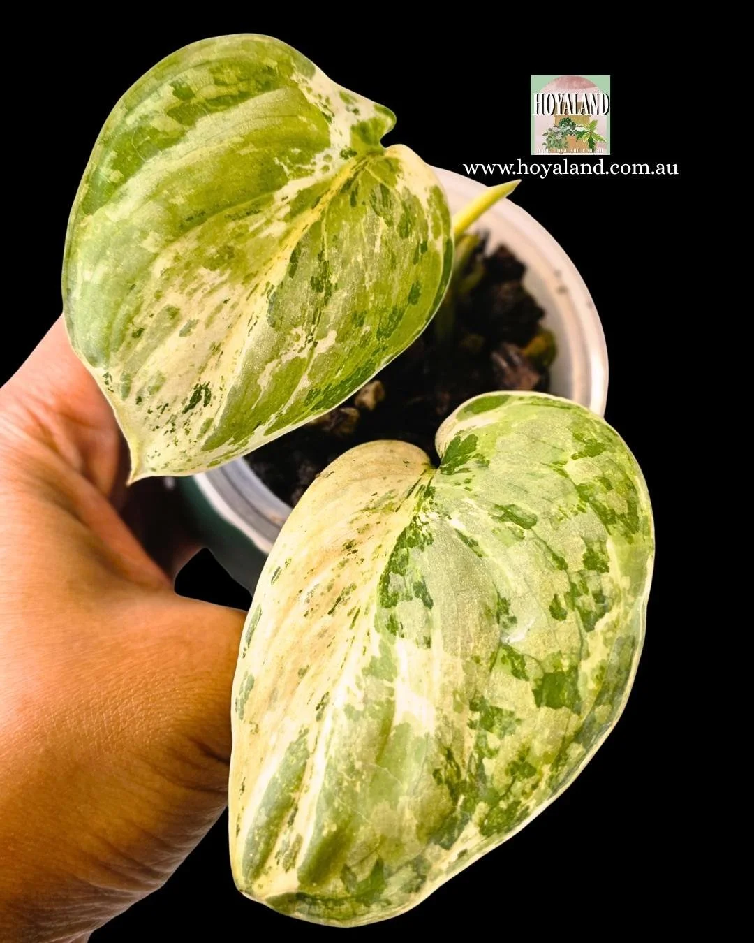 Scindapsus tembaga (2).jpg