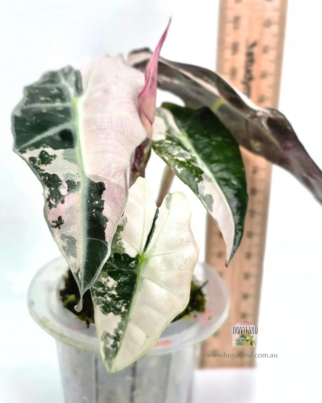 Alocasia amazonica albo (5).jpg