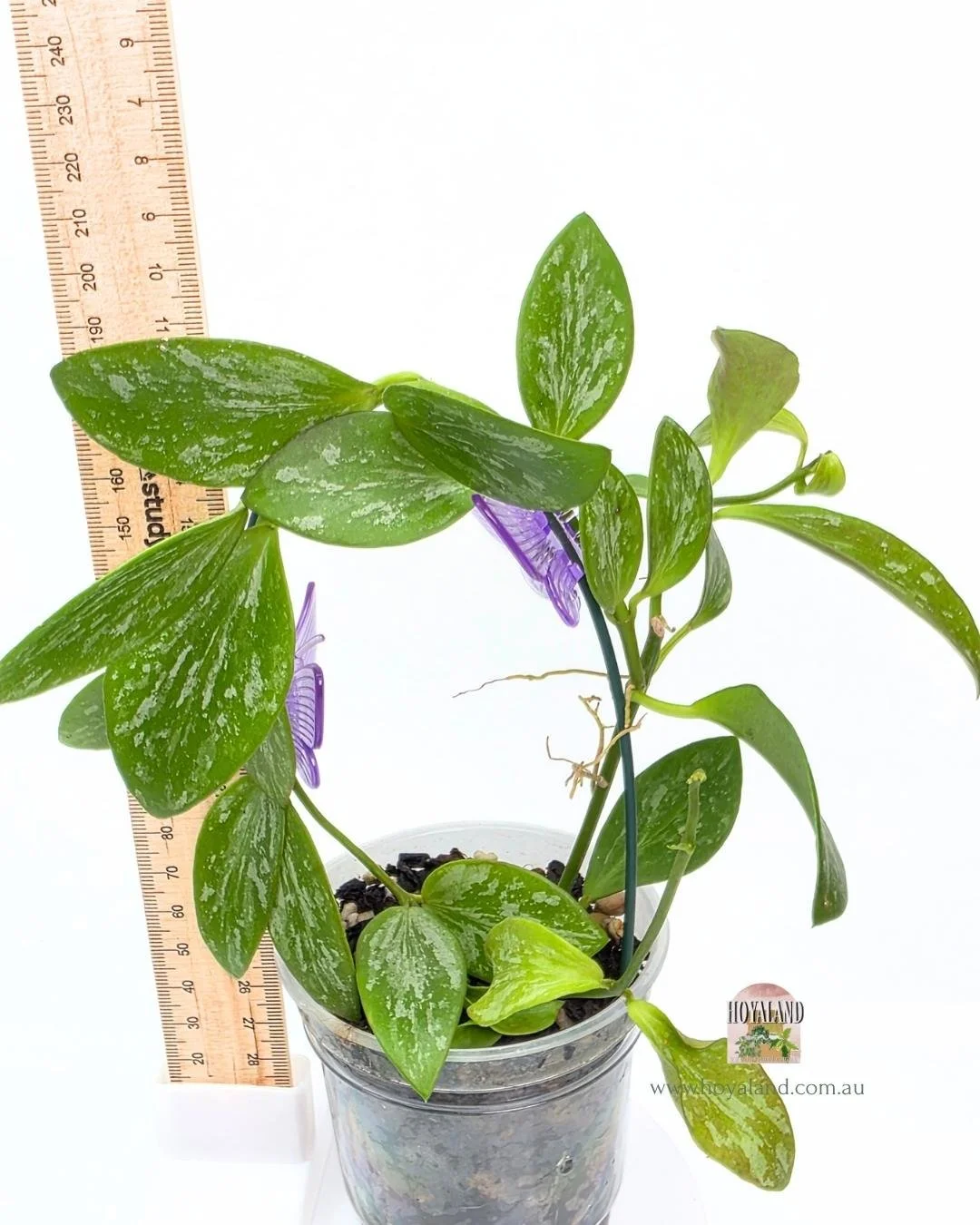 Hoya aff collina sp papua (5).jpg