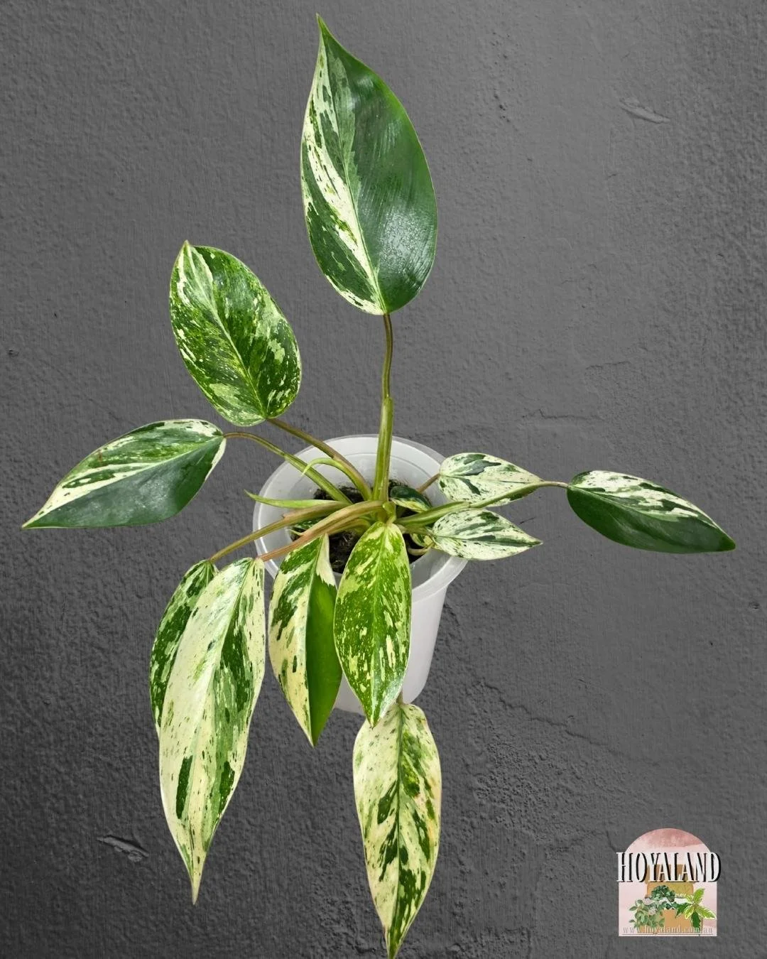 Philodendron Emerald Queen (4).jpg