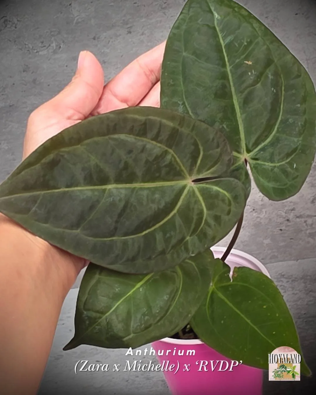 🌞 Anthurium (Zara x Michelle) x RVDP  B 🎇