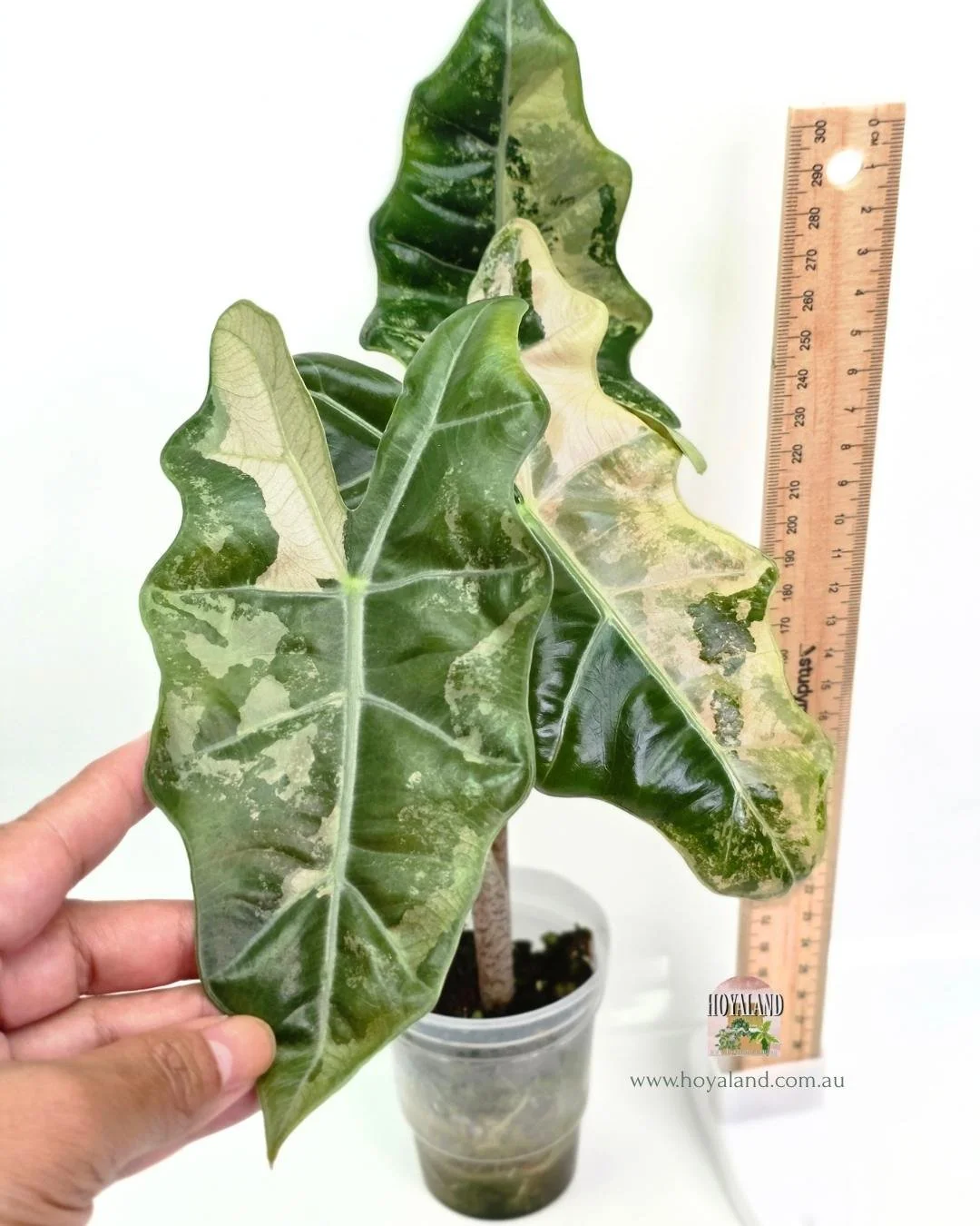 Alocasia pseudo sanderiana pink (3).jpg