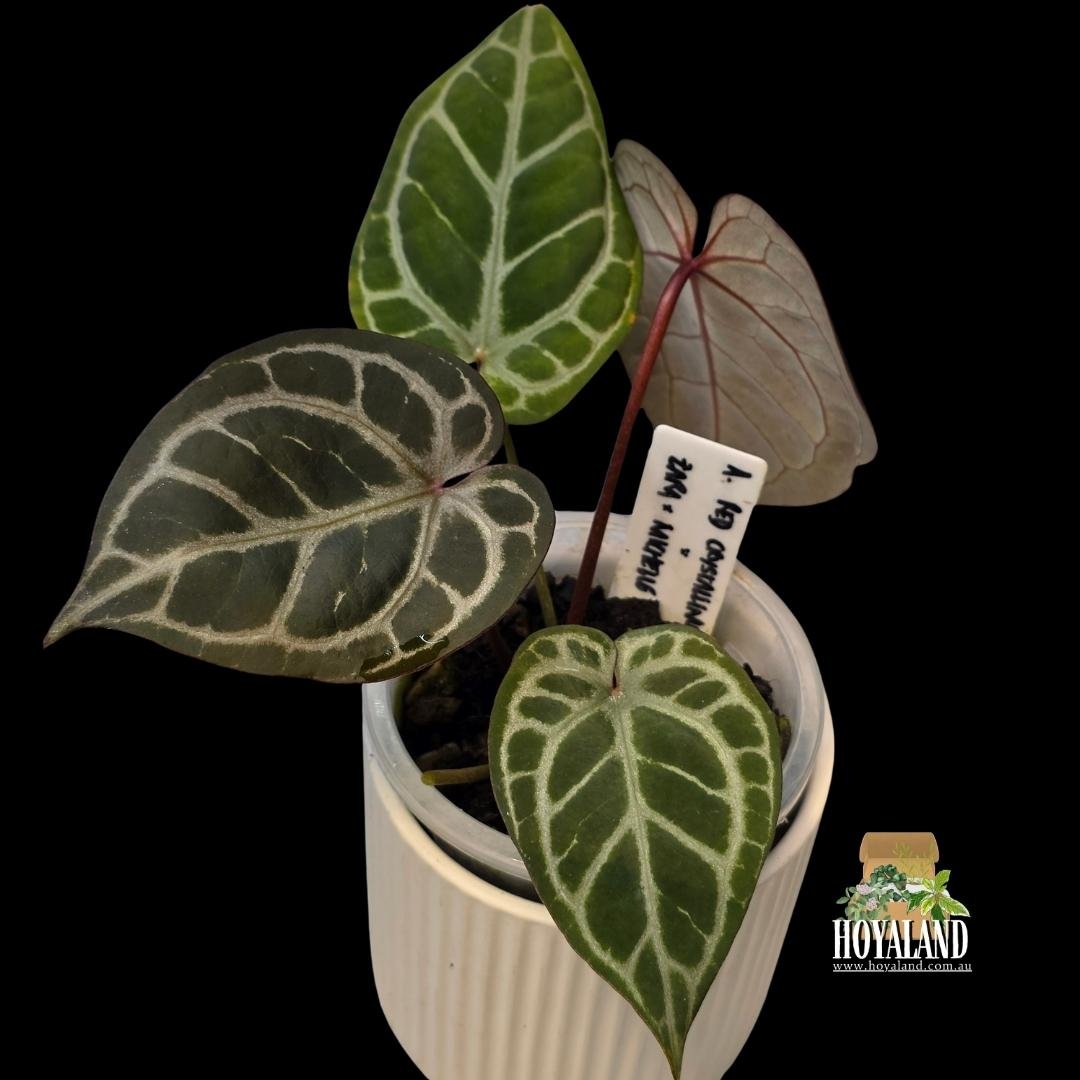 anthurium rc x (3).jpg