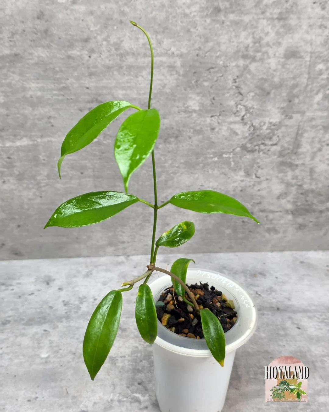 Hoya desveouxensis (4).jpg